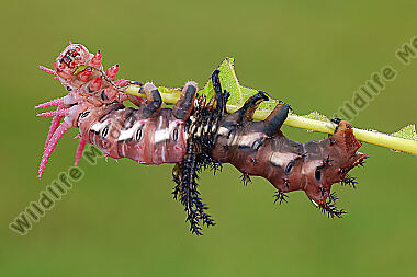 Citheronia regalis Raupenhäutung