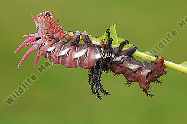 Citheronia regalis Raupenhäutung