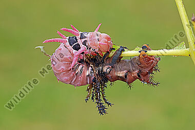 Citheronia regalis Raupenhäutung