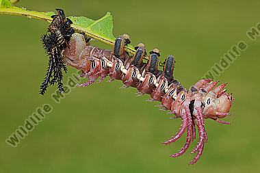 Citheronia regalis Raupenhäutung