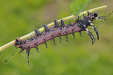 Citheronia splendens halberwachsene Raupe