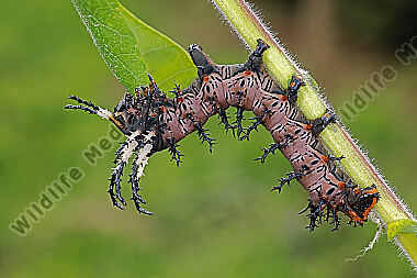 Citheronia splendens halberwachsene Raupe