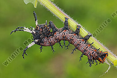 Citheronia splendens halberwachsene Raupe