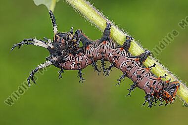Citheronia splendens halberwachsene Raupe