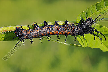 Citheronia splendens Jungraupe