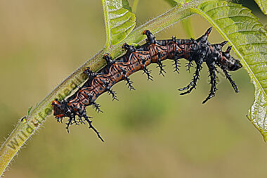 Citheronia splendens Jungraupe