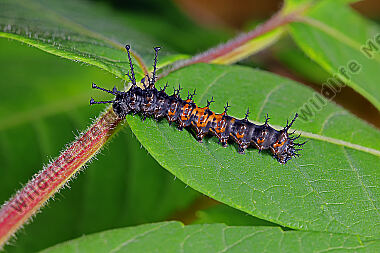 Citheronia splendens Jungraupe