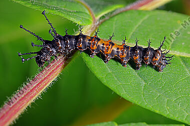 Citheronia splendens Jungraupe
