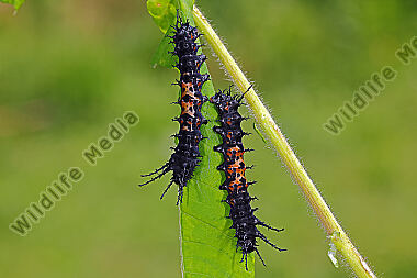 Citheronia splendens Jungraupe