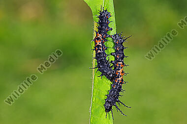 Citheronia splendens Jungraupe