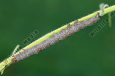 Grüne Brombeereule Raupe