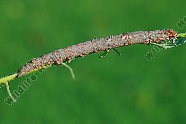 Grüne Brombeereule Raupe