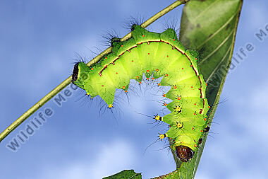 Indischer Mondspinner Raupe