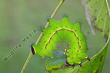 Indischer Mondspinner Raupe