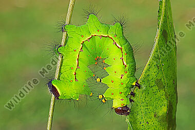 Indischer Mondspinner Raupe