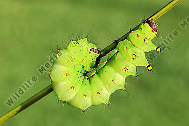 Indischer Mondspinner Raupe