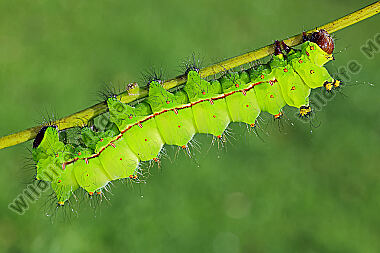 Indischer Mondspinner Raupe