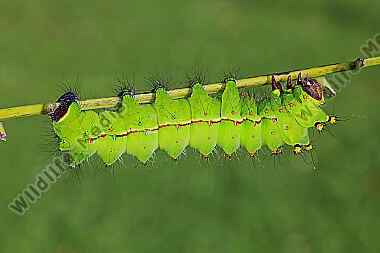 Indischer Mondspinner Raupe