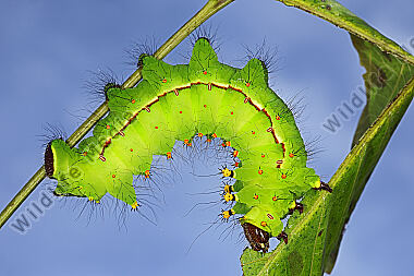 Indischer Mondspinner Raupe