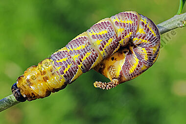 Totenkopfschwärmer Raupe