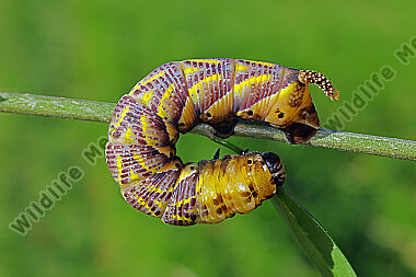 Totenkopfschwärmer Raupe