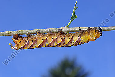 Totenkopfschwärmer Raupe