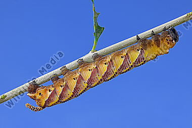 Totenkopfschwärmer Raupe