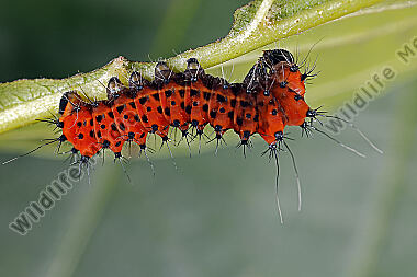 Indischer Mondspinner Eiraupe