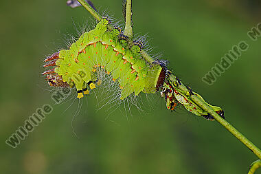 Indischer Mondspinner halberwachsene Raupe