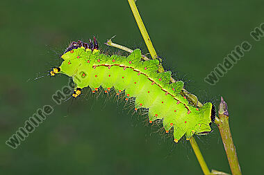 Indischer Mondspinner halberwachsene Raupe