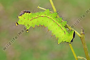 Indischer Mondspinner halberwachsene Raupe