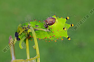 Indischer Mondspinner halberwachsene Raupe