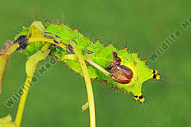 Indischer Mondspinner halberwachsene Raupe