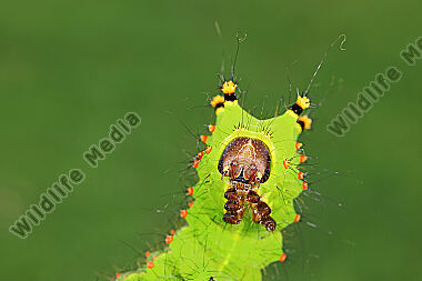Indischer Mondspinner halberwachsene Raupe
