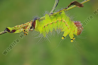 Indischer Mondspinner halberwachsene Raupe