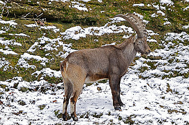 Alpensteinbock junges Männchen