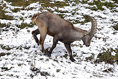 Alpensteinbock junges Männchen
