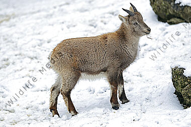 Alpensteinbock Jungtier