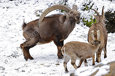 Alpensteinbock Männchen