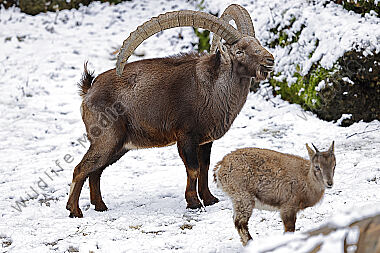 Alpensteinbock Männchen