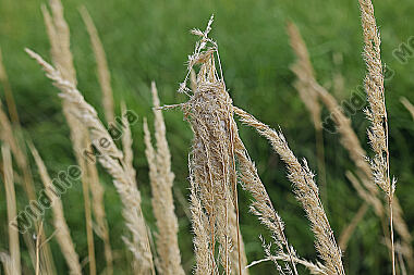 Dornfingerspinne Behausung