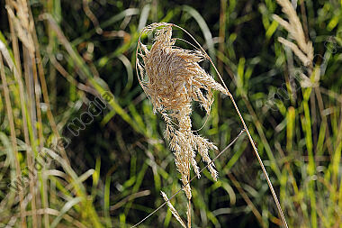 Dornfingerspinne Behausung