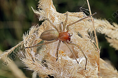 Dornfingerspinne Weibchen