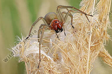 Dornfingerspinne Weibchen