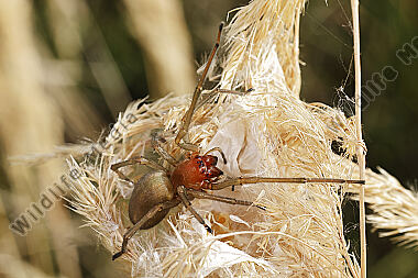 Dornfingerspinne Weibchen
