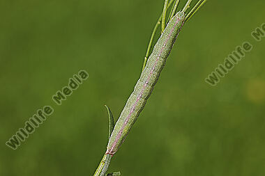 Dunkelgrauer Goldaster-Mönch Raupe