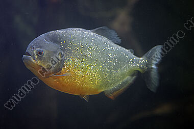 Roter Piranha