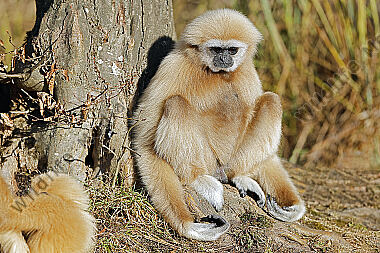 Weißhandgibbon