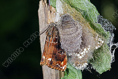 Eckfleck-Bürstenspinner Paarung