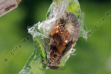 Eckfleck-Bürstenspinner Paarung